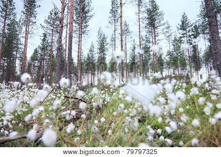 Cottongrass In Forest