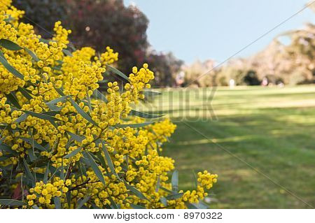 Australske Acacia
