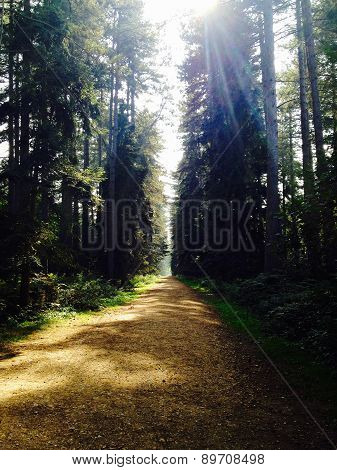 Forest Path