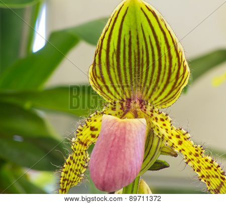 Paphiopedilum Stonei X Rothschildianum
