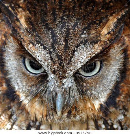 นกฮูก