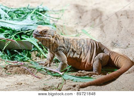 Brown Varan On The Sand.