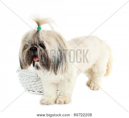 Cute Shih Tzu near wicker baslet isolated on white