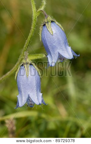 Bearded Bellflower