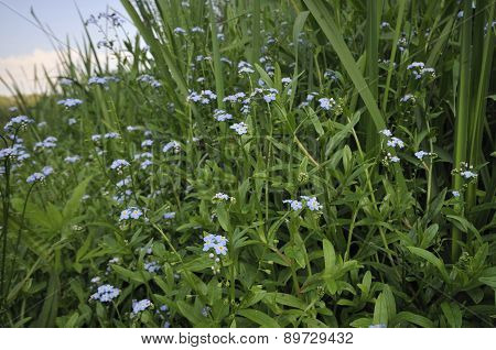 Water Forget-me-not