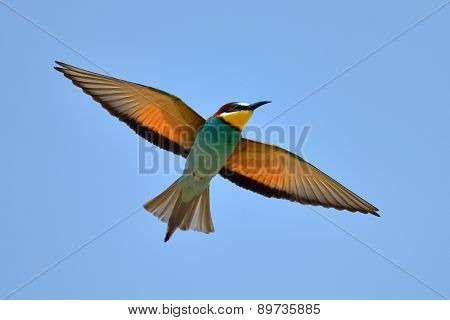 european bee-eater (Merops Apiaster) flying