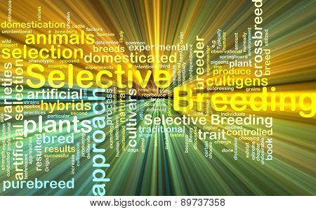 Background text pattern concept wordcloud illustration of selective breeding glowing light