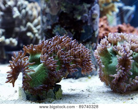 Beautiful Coral