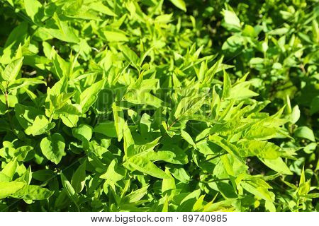 Beautiful green bush close up