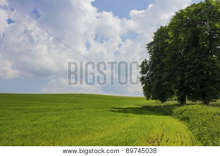 Countryside Landskape Field And Tree