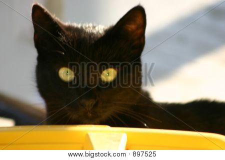 Yellow_Eyes_2859