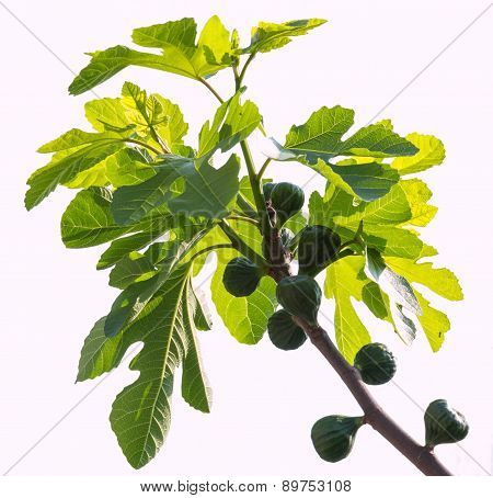 Green Figs