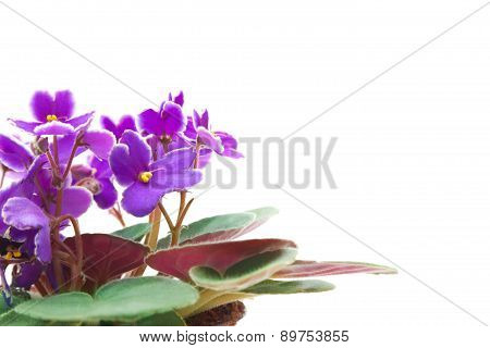 Violet
