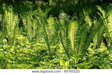 ferns