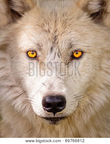 Arctic Wolf