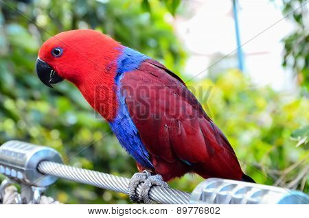 Parrot Tropical Bird