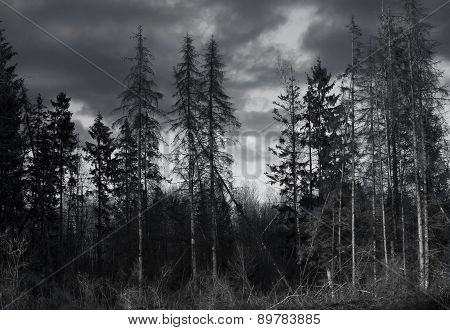 Dry trees