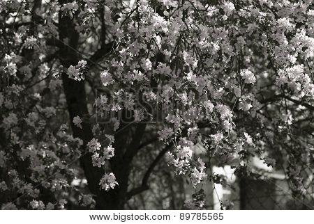 Blooming Apple tree