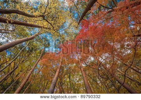Autunm Trees