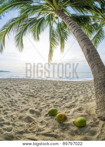 tropical beach with coconut palm. Koh Samui, Thailand Lamai Beach