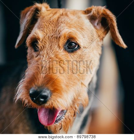 Brown Airedale Terrier Dog Close Up Portrait.