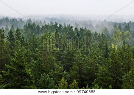 Fog over the forest