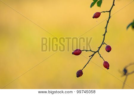 Brier branch