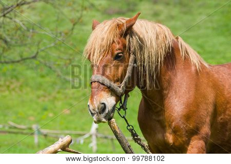 Outdoor portrait of draft horse