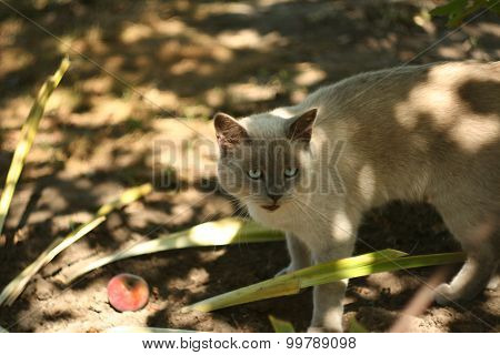 cat in the garden