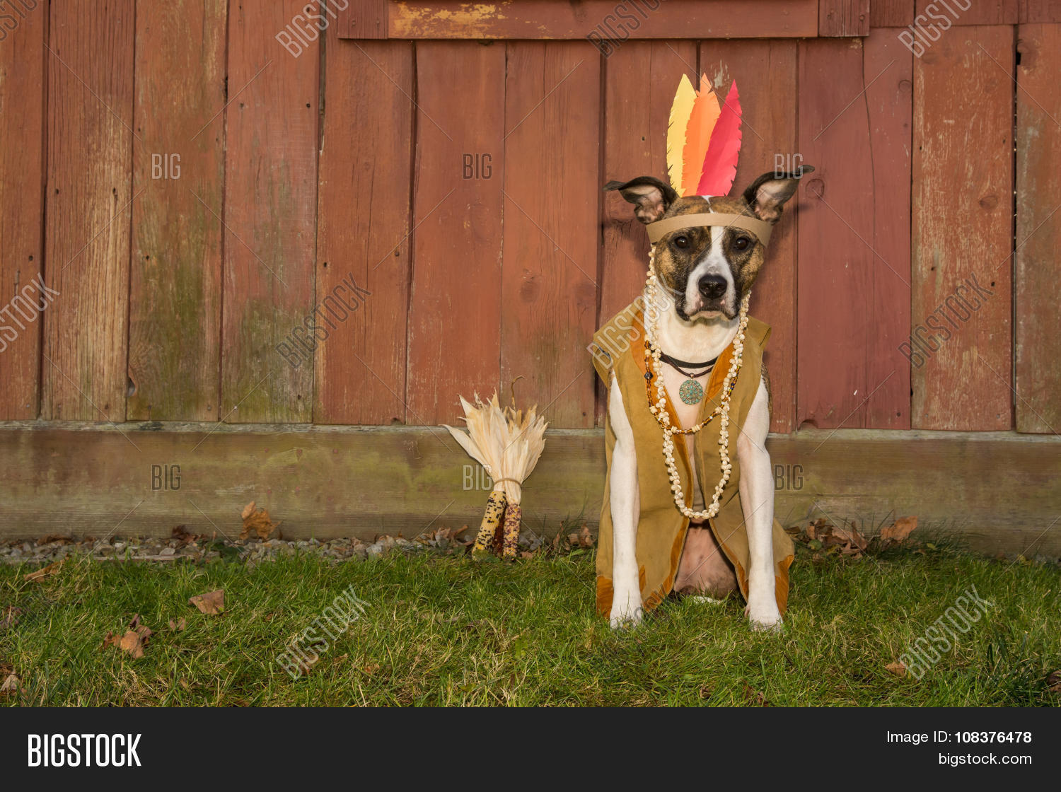 Thanksgiving Dog Image & Photo (Free Trial) | Bigstock
