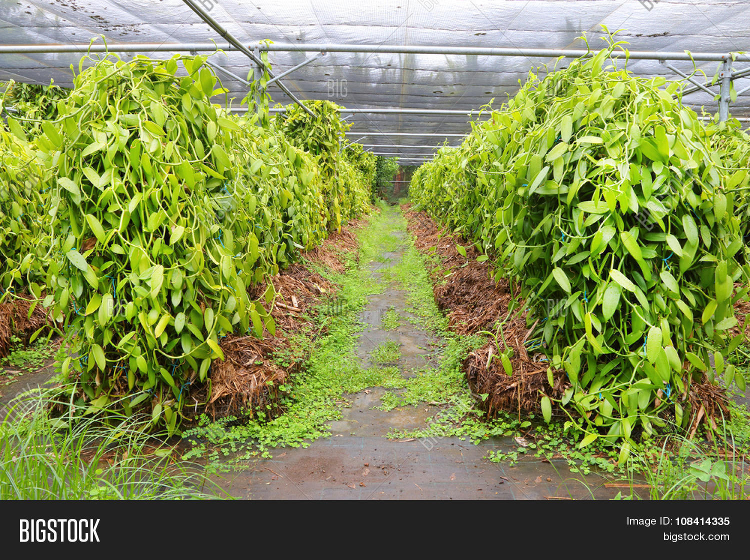 Vanilla Plantation On Image & Photo (Free Trial) | Bigstock