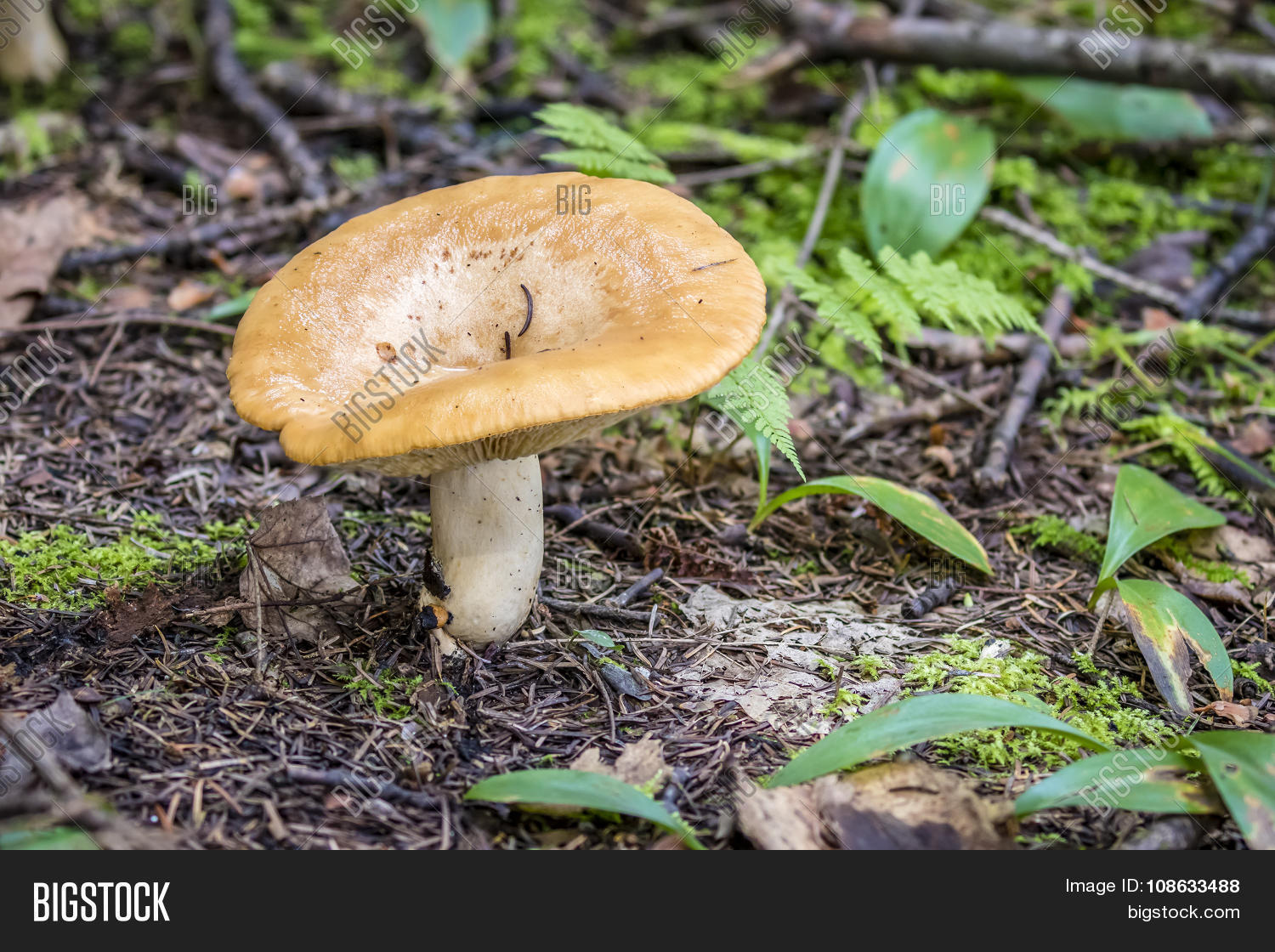Mushroom Haliburton Image & Photo (Free Trial) Bigstock