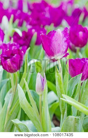 Blooming Spring Flowers Tulips In The Garden