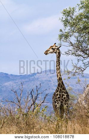 wild giraffe standing in savannah In Kruger National Park
