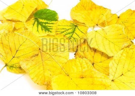 Gelbes Herbstlaub