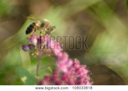 Magic Bee