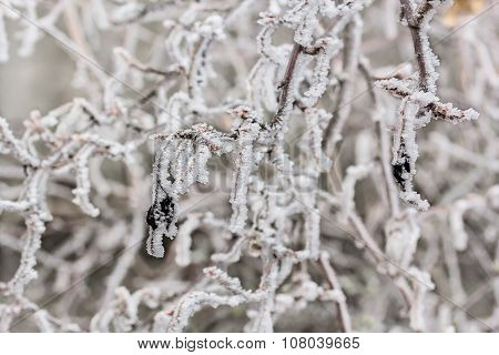 Branches Of Currants In A White Frost, Macro