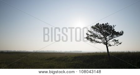 Lonely Tree