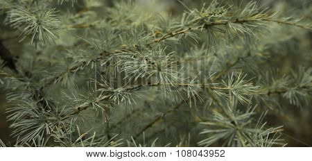 Green Needles