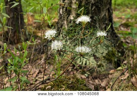 Blossoming Ledum Palustre Plant