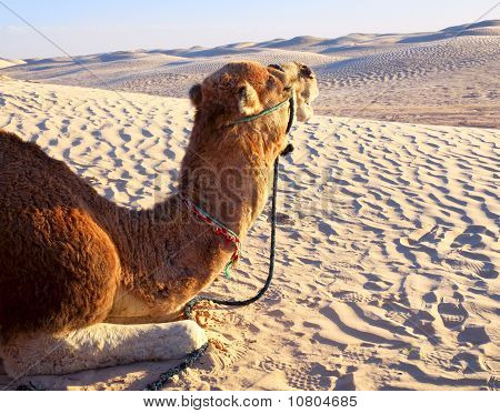 Camel Lying On The Sand In The Desert