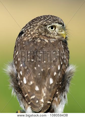 Ferruginous Pygmy Owl