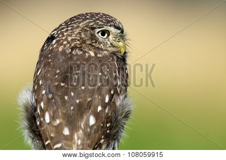 Ferruginous Pygmy Owl