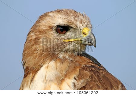 Red-tailed Hawk