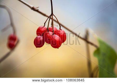 Bunch Of Ripe Viburnum On A Branch