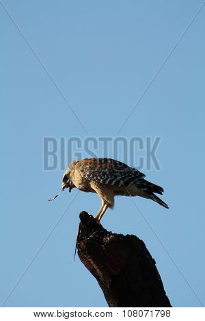 red-tailed hawk