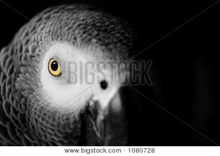Parrot