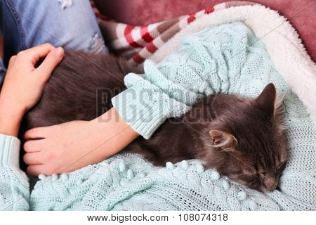 Woman takes in hands beautiful grey cat on sofa in the room