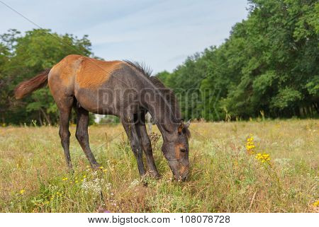 Cute foal on a summer pasture