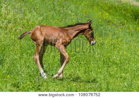 Newborn foal having fun on a summer pasture